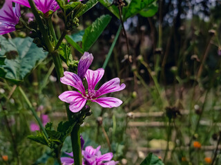 Malva is a genus of about 25–30 species of herbaceous annual, biennial, and perennial plants in the family Malvaceae.