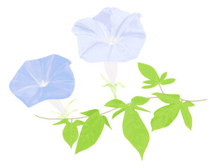 手描きの青色の朝顔