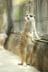 Fototapeta premium meerkat