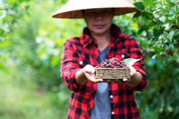 Mulberry with farmer's hand and fruit Making mulberry beer with Thai farmers in Asia