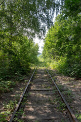 Fototapeta premium A line of an abandoned railroad overgrown with trees, bushes and grass.