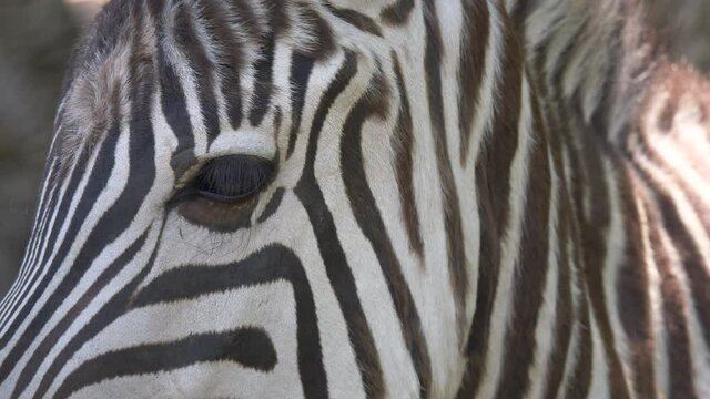 Extreme close up of wild black white zebra looking into camera during sunny day in wilderness