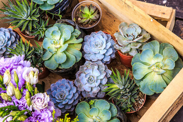 Top view of various types of succulent plant