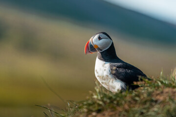 Side portrait of an icelandic puffin shot on the north of iceland on a sunny day. View of full body in grass.