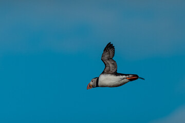 Cute icelandic puffin bird in a flight over clear blue skies. Side view of a puffin flying around.