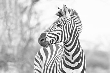 Fototapeta na wymiar Zebra stallion looking to the right in Africa in black and white