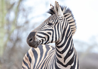 Fototapeta na wymiar Zebra stallion [equus quagga] looking right in Africa