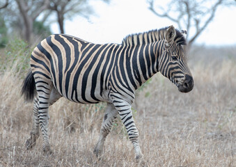 Fototapeta na wymiar Young Zebra stallion [equus quagga] in Africa
