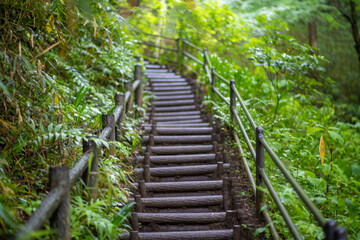 Obraz premium 高尾山の初夏の登山道の風景 A view of the trail in early summer at Mt.Takao.