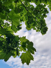 Fototapeta na wymiar CloseUp green branches of maple tree with leaves against a cloudy sky