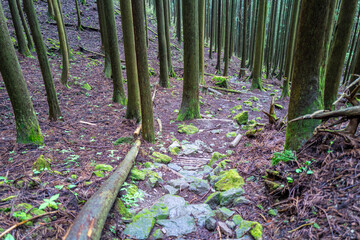 愛鷹山黒岳の初夏の登山道の風景 View of the trail in early summer at Mount Ashitaka Kurodake
