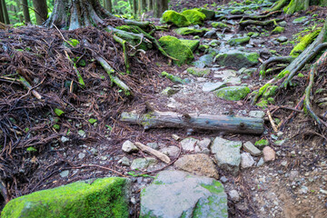 愛鷹山黒岳の初夏の登山道の風景 View of the trail in early summer at Mount Ashitaka Kurodake