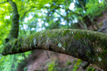 愛鷹山黒岳の初夏の登山道の風景 View of the trail in early summer at Mount Ashitaka Kurodake
