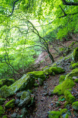 Fototapeta premium 愛鷹山黒岳の初夏の登山道の風景 View of the trail in early summer at Mount Ashitaka Kurodake