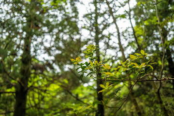愛鷹山黒岳の初夏の登山道の風景 View of the trail in early summer at Mount Ashitaka Kurodake