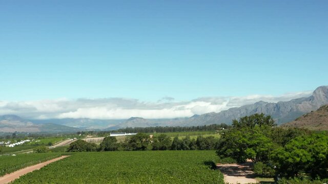 Drone Descend At Vineyards In Babylonstoren Wine Estate Winery In Paarl, South Africa. - aerial