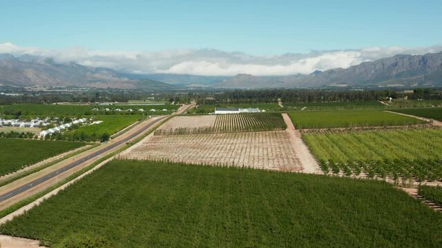 Panorama Of Vineyards In Summer With Mountain Views Near Winery In Paarl, South Africa. - aerial