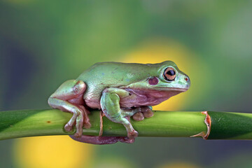 tree frog sitting on branch, dumpy frog close-up