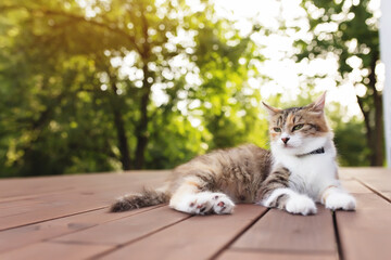 Beautiful tricolor cat lies on a brown wooden terrace