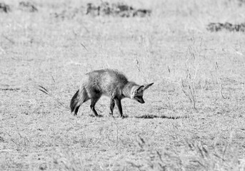 Bat-eared Fox
