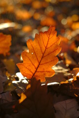 Autumn season.Brown oak leaf close-up in dark autumn forest. Weather in October and September.Autumn natural beautiful background in warm colors.Oak leaf in  sunny forest. Autumn mood