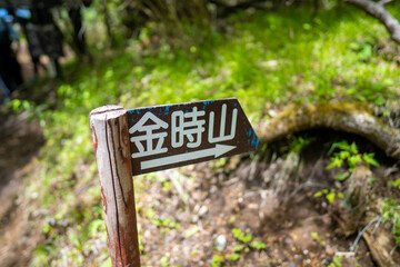 金時山の初夏の登山道の風景 A view of the trail in early summer at Mount Kintoki