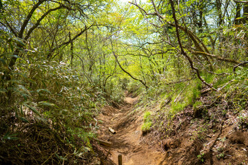 金時山の初夏の登山道の風景 A view of the trail in early summer at Mount Kintoki