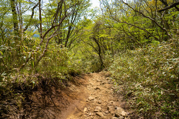 Naklejka na ściany i meble 金時山の初夏の登山道の風景 A view of the trail in early summer at Mount Kintoki