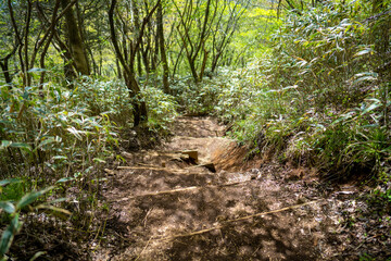 金時山の初夏の登山道の風景 A view of the trail in early summer at Mount Kintoki