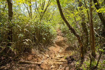 金時山の初夏の登山道の風景 A view of the trail in early summer at Mount Kintoki