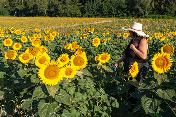 Italian woman wearing a straw hat surrounded with beautiful sunflowers in a field