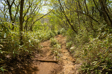 金時山の初夏の登山道の風景 A view of the trail in early summer at Mount Kintoki