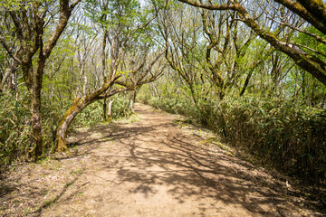 金時山の初夏の登山道の風景 A view of the trail in early summer at Mount Kintoki