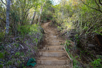 金時山の初夏の登山道の風景 A view of the trail in early summer at Mount Kintoki