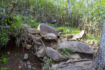 金時山の初夏の登山道の風景 A view of the trail in early summer at Mount Kintoki
