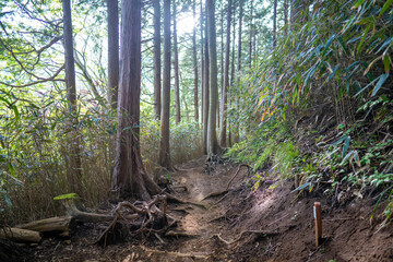 金時山の初夏の登山道の風景 A view of the trail in early summer at Mount Kintoki