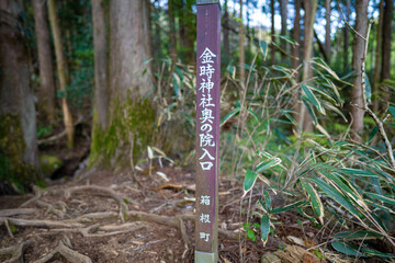 金時山の初夏の登山道の風景 A view of the trail in early summer at Mount Kintoki