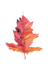 Red gradient autumn maple leaf painted in watercolor on white.
