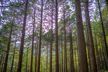 金時山の初夏の登山道の風景 A view of the trail in early summer at Mount Kintoki