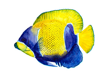Bluegirdled angelfish yellow blue watercolor drawing on white background.