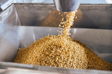 Filling containers with fresh grains on the factory