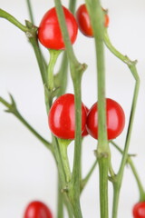 식물과 유리화병