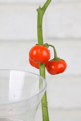 식물과 유리화병