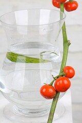 식물과 유리화병