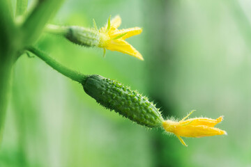 Ovary of a young green cucumber with a flower. Young green cucumbers in the greenhouse. Gherkins grow in the garden