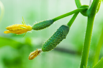 Ovary of a young green cucumber with a flower. Young green cucumbers in the greenhouse. Gherkins grow in the garden