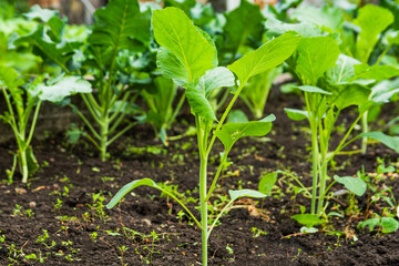 Plants of young green cabbage in the garden in summer