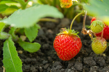Strawberry plant in the garden. Strawberry branch with red berries and green leaves in the garden bed