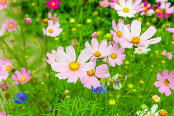 Pink and lilac meadow flowers of cosmos. Cosmeya flower