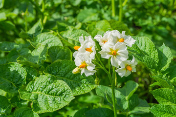 White potato flower with green leaves on an agricultural field